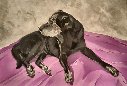 Image of a greying black Labrador looking sideways, laying on purple fabric with a background of grey.